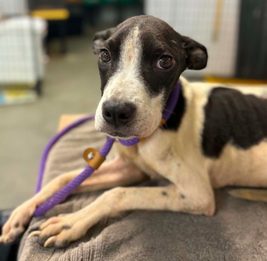 Mesa, a Staffordshire Bull Terrier (mix breed), available for adoption