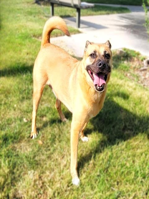 Gina, a Cattle Dog (mix breed), available for adoption