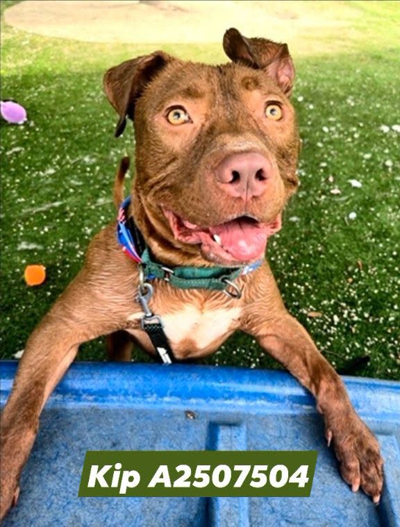 Kip, a Pit Bull Terrier, available for adoption