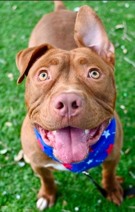 Adoptable pet photo