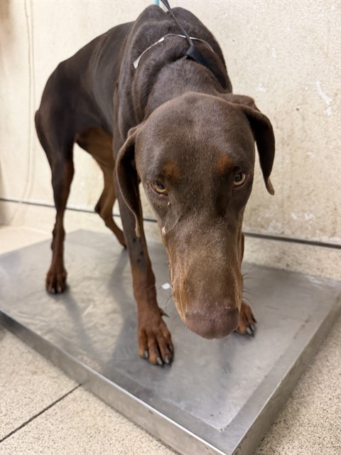Morena, a Doberman Pinscher, available for adoption
