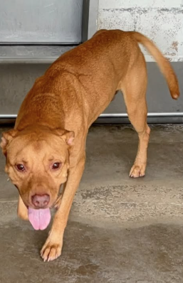 Adoptable pet photo