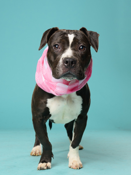 Adoptable pet photo