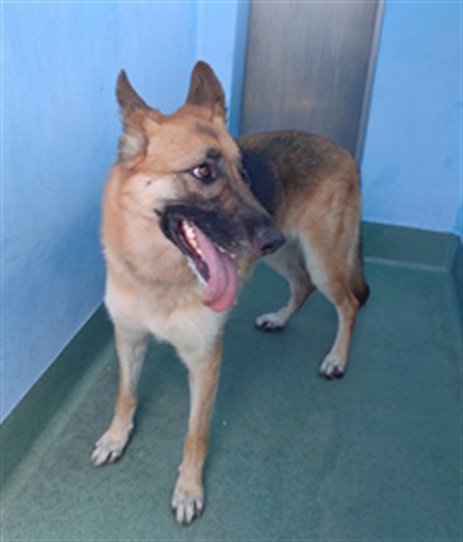 Adoptable pet photo