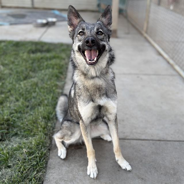 Adoptable pet photo