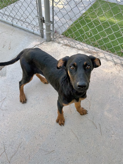 Adoptable pet photo