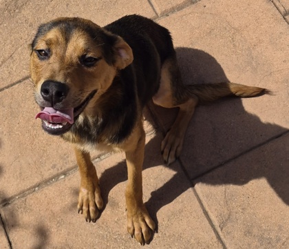 Other Photos of thie Dog
