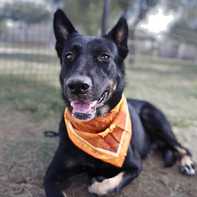 Lady, a Dutch Shepherd (mix breed), available for adoption