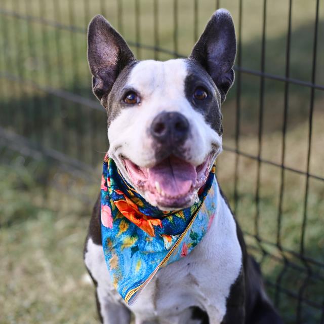 May, a American Staffordshire Terrier (mix breed), available for adoption