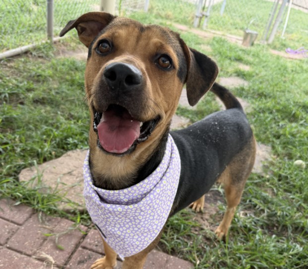 Coco, a Staffordshire Bull Terrier (mix breed), available for adoption