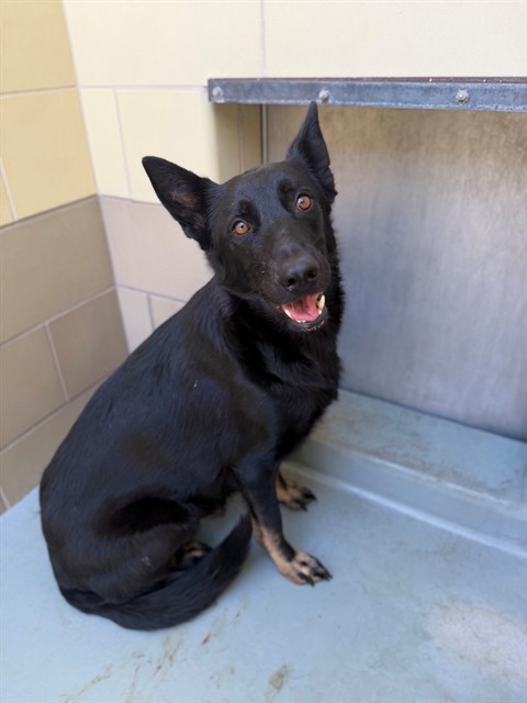 Winnie And Puppies, a German Shepherd, available for adoption