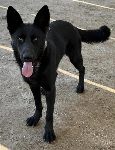 Felicia, a Shepherd (mix breed), available for adoption
