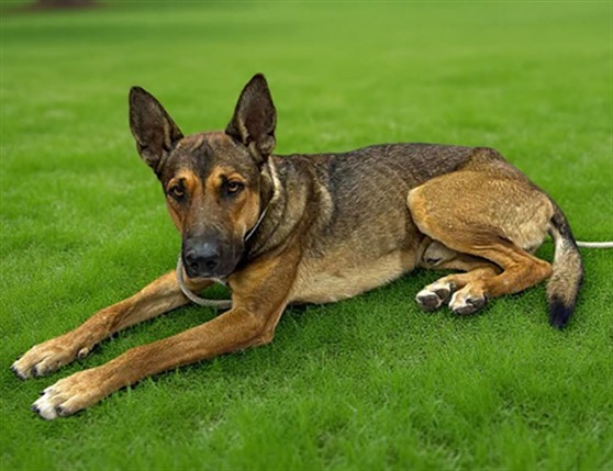 Simon, a German Shepherd, available for adoption