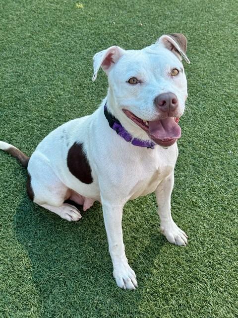 Versa, a Pit Bull Terrier (mix breed), available for adoption