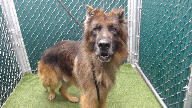 Draco, a German Shepherd, available for adoption