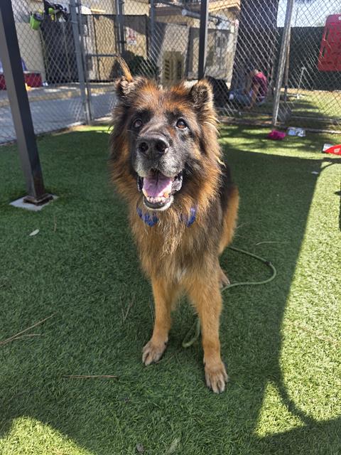 Draco, a German Shepherd, available for adoption