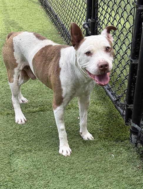 Bruce, a Pit Bull Terrier (mix breed), available for adoption