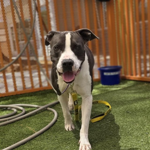 Handsome Zeus, a American Staffordshire Terrier, available for adoption