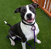 Handsome Zeus, a American Staffordshire Terrier, available for adoption