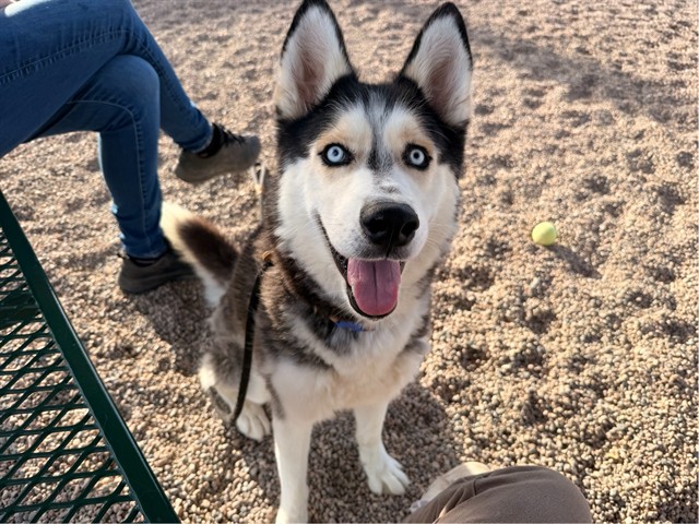 Odyssey, a Siberian Husky (mix breed), available for adoption