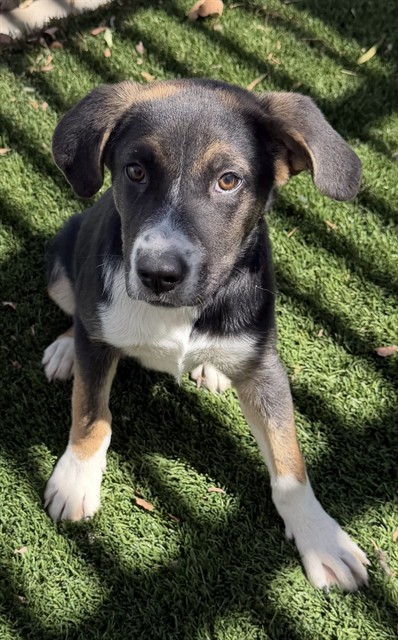 Lucy, a German Shepherd, available for adoption