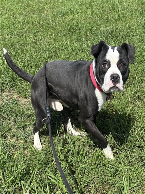 Midnight, a Pit Bull Terrier (mix breed), available for adoption