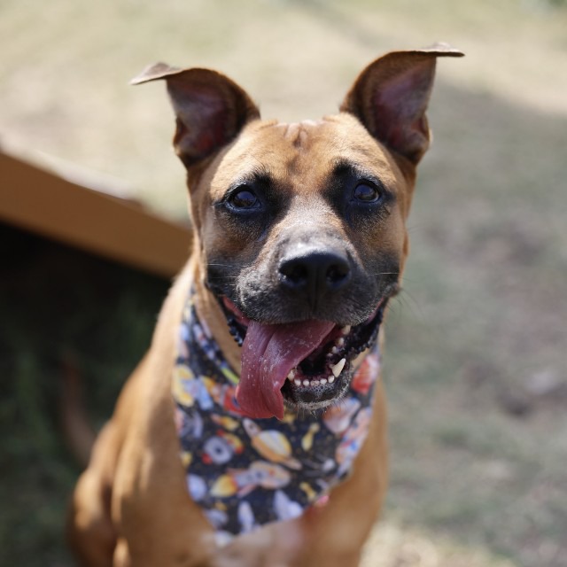 Zig, a German Shepherd, available for adoption