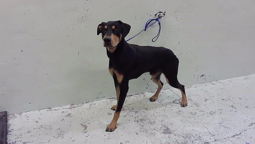 Darrow, a Doberman Pinscher (mix breed), available for adoption