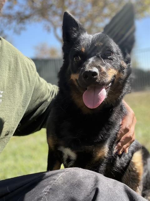 Peaches, a Australian Kelpie, available for adoption