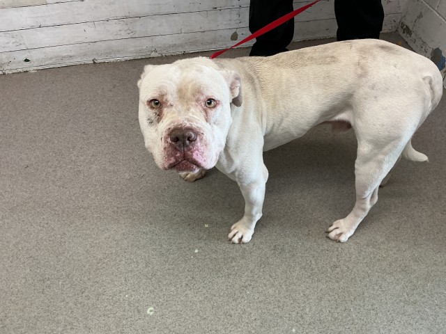 Golfball, a Pit Bull Terrier, available for adoption
