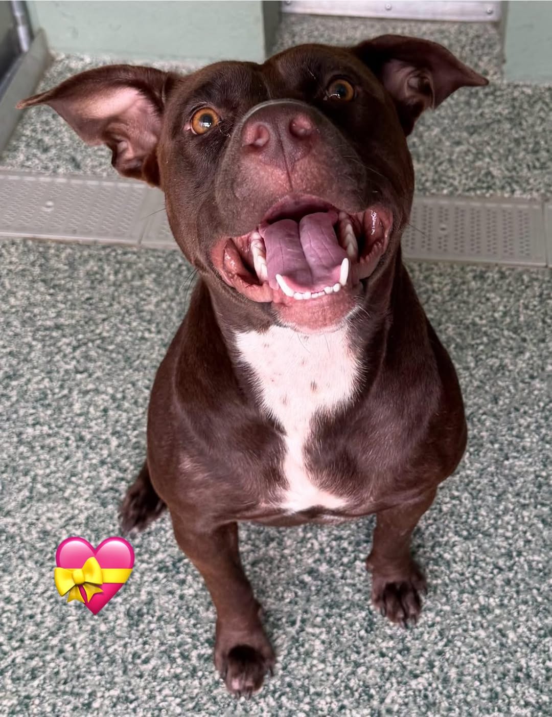 Sadie, a Pit Bull Terrier, available for adoption
