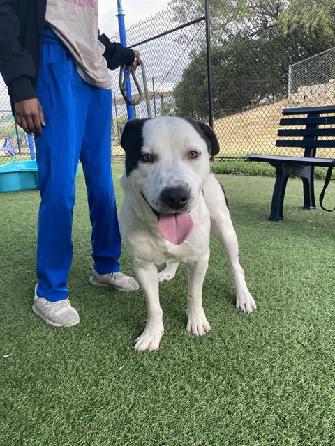 Maurice, a Pointer (mix breed), available for adoption