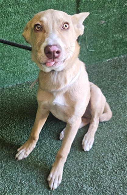 Hank, a Shepherd, available for adoption