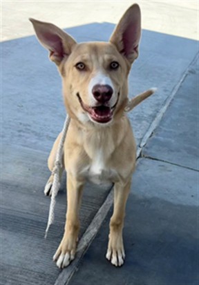Hank, a Shepherd, available for adoption