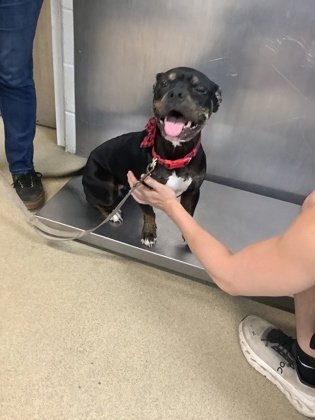 Nyla, a Pit Bull Terrier, available for adoption