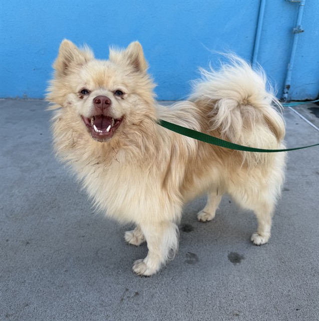 Kiwi, a Pomeranian, available for adoption