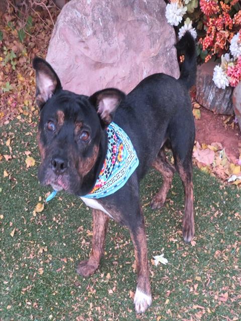 Bryan, a Pit Bull Terrier (mix breed), available for adoption