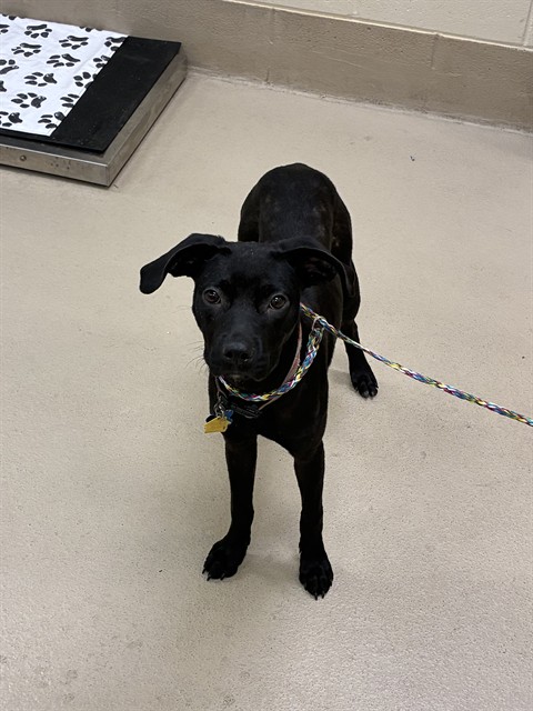 Jessica, a Pit Bull Terrier, available for adoption