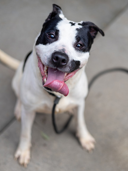 Asher, a American Staffordshire Terrier (mix breed), available for adoption