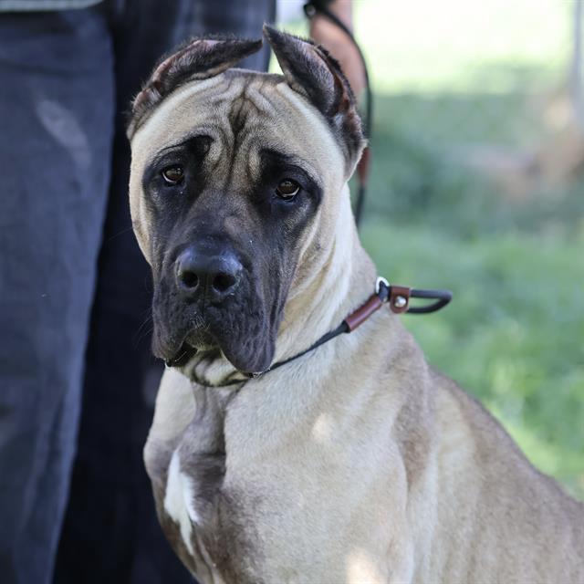 Beth, a Cane Corso Mastiff, available for adoption