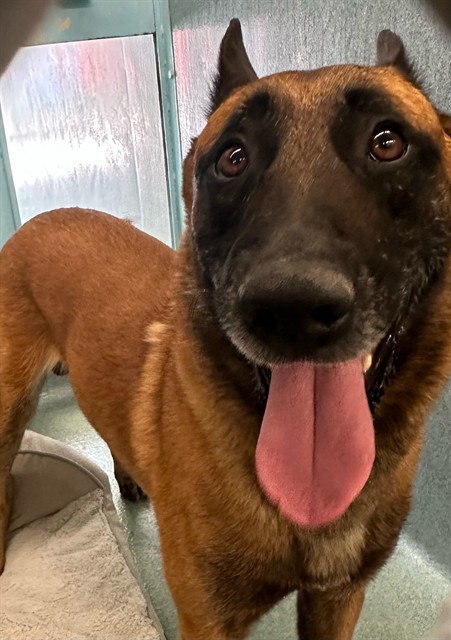 Chase, a Belgian Shepherd Malinois, available for adoption