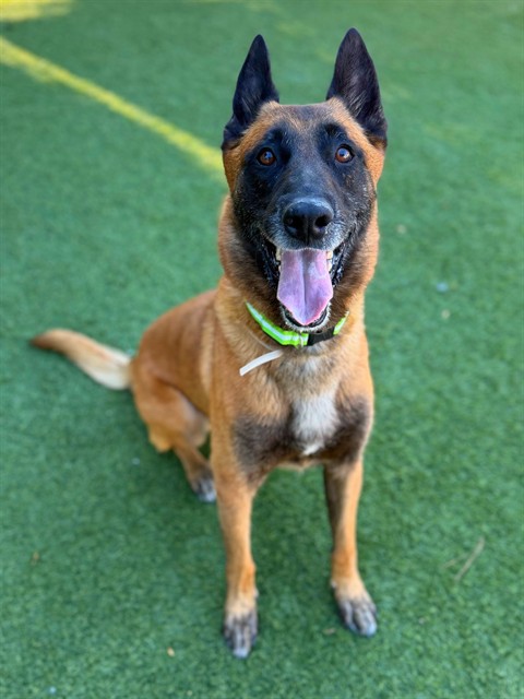 Chase, a Belgian Shepherd Malinois, available for adoption