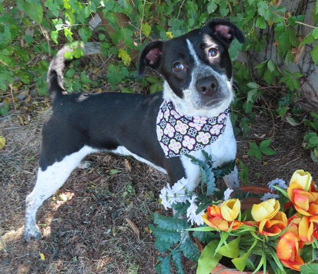 Mattie, a Cattle Dog (mix breed), available for adoption