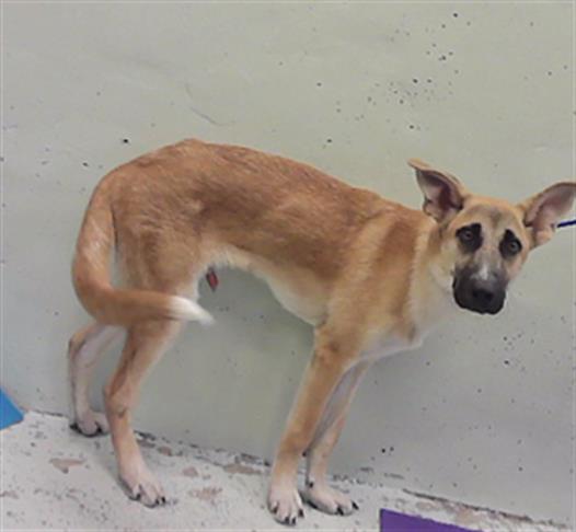 Mike, a German Shepherd (mix breed), available for adoption