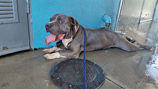 Caesar, a American Staffordshire Terrier, available for adoption