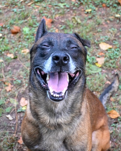 Shakur, a Belgian Shepherd Malinois (mix breed), available for adoption