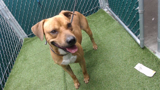 Scooby, a Bullmastiff, available for adoption