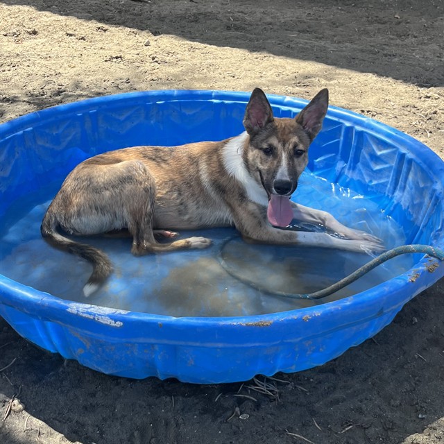 Pickles, a Shepherd (mix breed), available for adoption