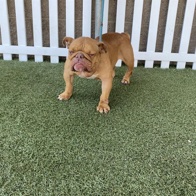 Bricky, a American Bulldog, available for adoption