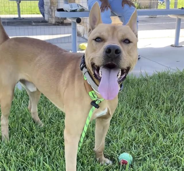 Oakley, a American Staffordshire Terrier, available for adoption